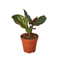 Calathea 'Ornata'