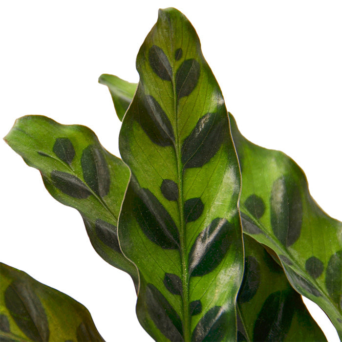 Calathea 'Rattlesnake'