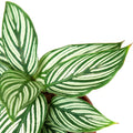 Calathea 'Vittata'