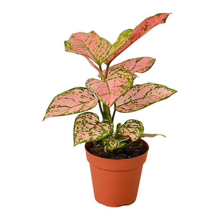 Chinese Evergreen 'Lady Valentine'