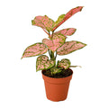 Chinese Evergreen 'Lady Valentine'