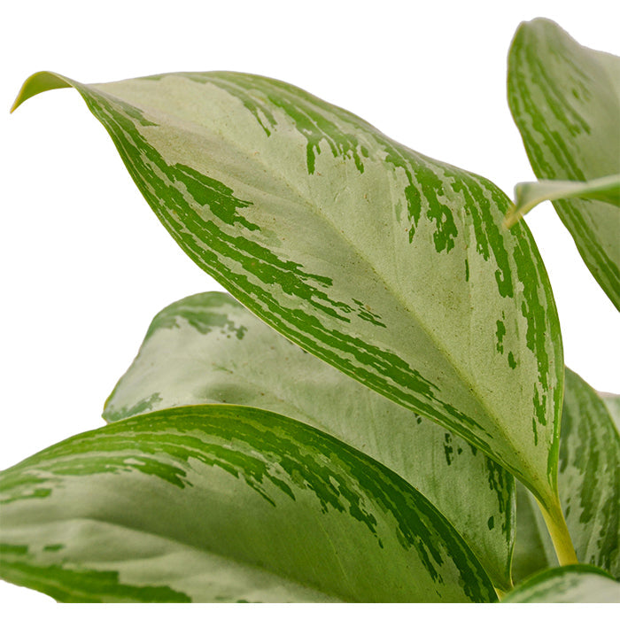 Chinese Evergreen 'Silver Bay'