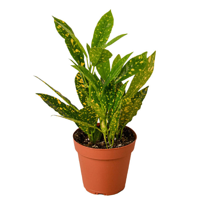 Croton 'Gold Dust'
