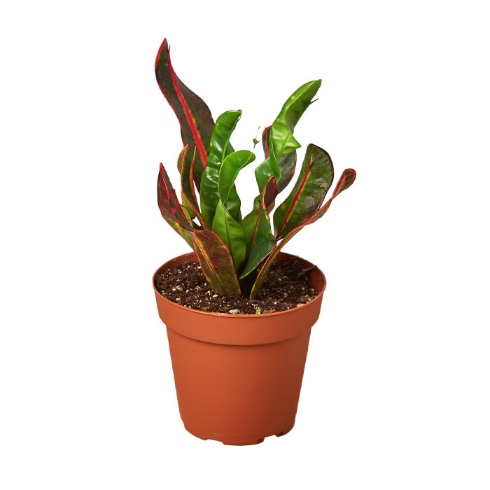 Croton 'Mammy'