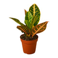 Croton 'Petra'