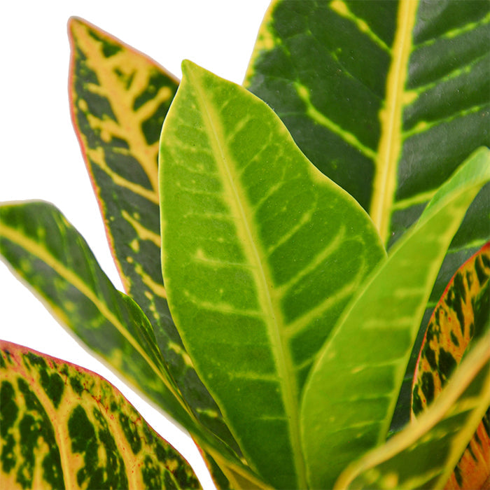 Croton 'Petra'