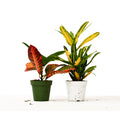 Croton Variety Bundle