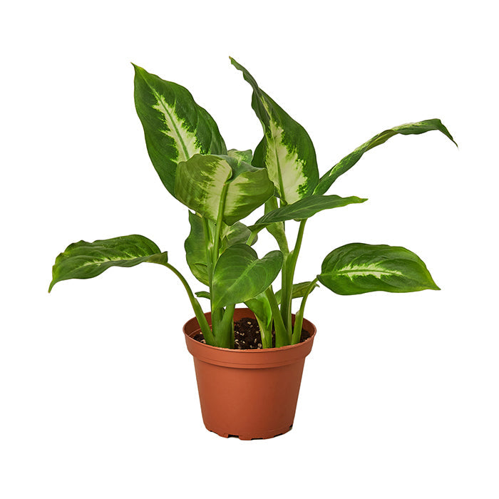 Dieffenbachia 'Camille'