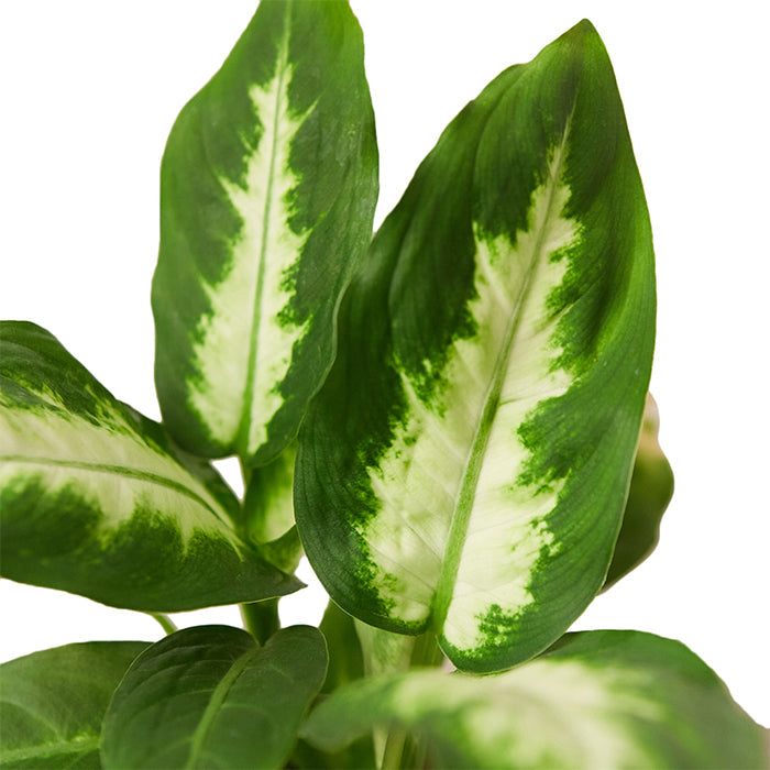 Dieffenbachia 'Camille'