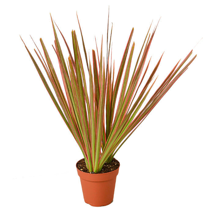 Dracaena 'Colorama'
