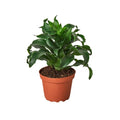 Dragon Tree 'Twister'