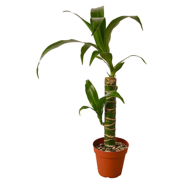 Dracaena 'Elegance'