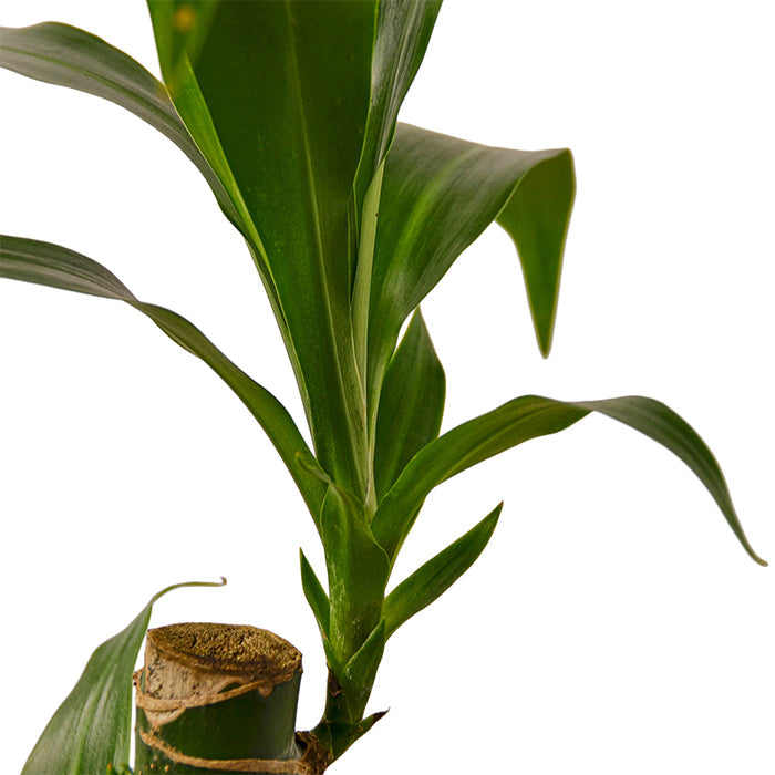 Dracaena 'Elegance'