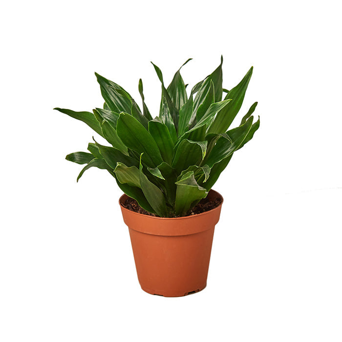 Dracaena 'Janet Craig'