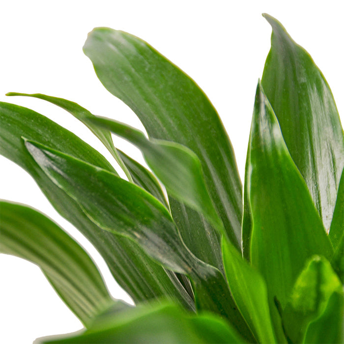 Dracaena 'Janet Craig'