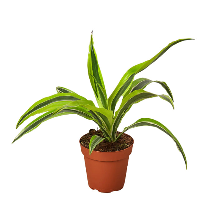 Dracaena 'Lemon Lime'