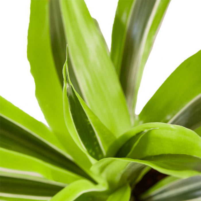 Dracaena 'Lemon Lime'