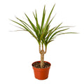 Dracaena ‘Marginata Cane’