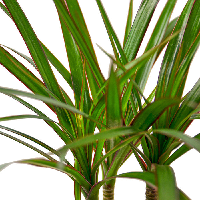 Dracaena ‘Marginata Cane’