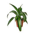 Dracaena 'Massangeana'