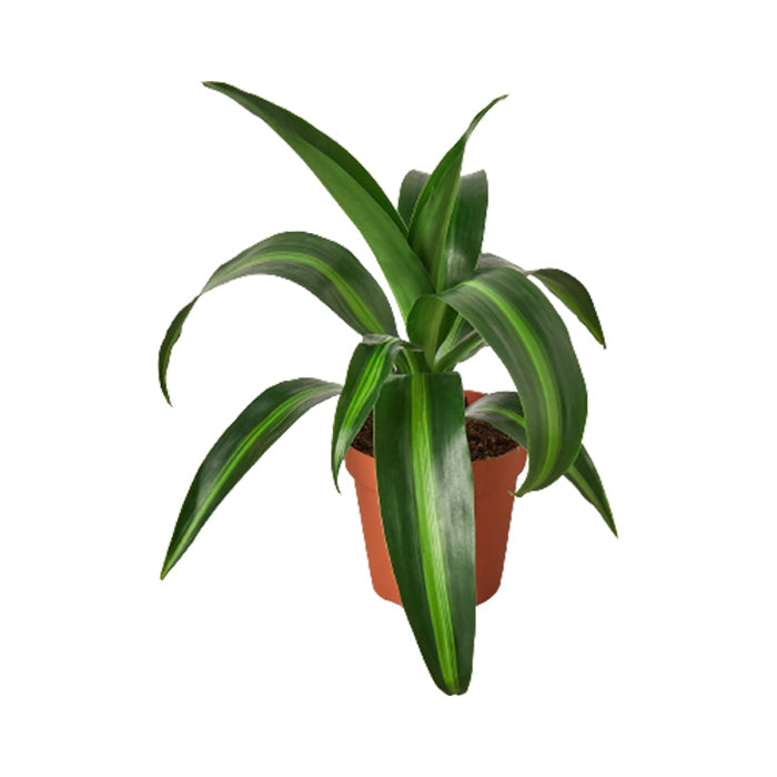 Dracaena 'Massangeana'