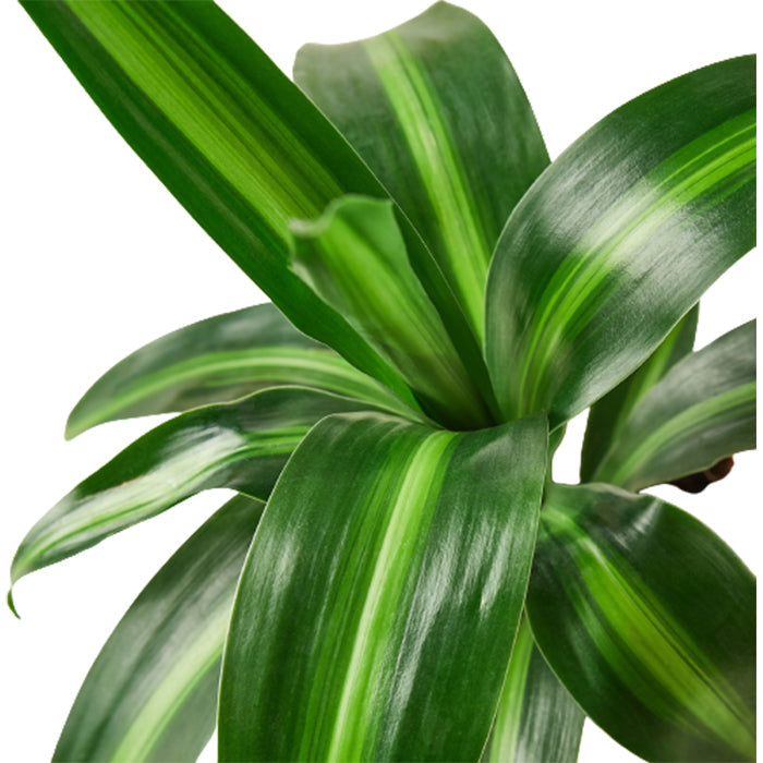 Dracaena 'Massangeana'