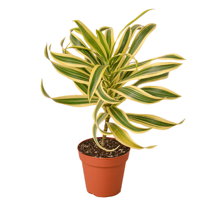 Dracaena 'Song of India'