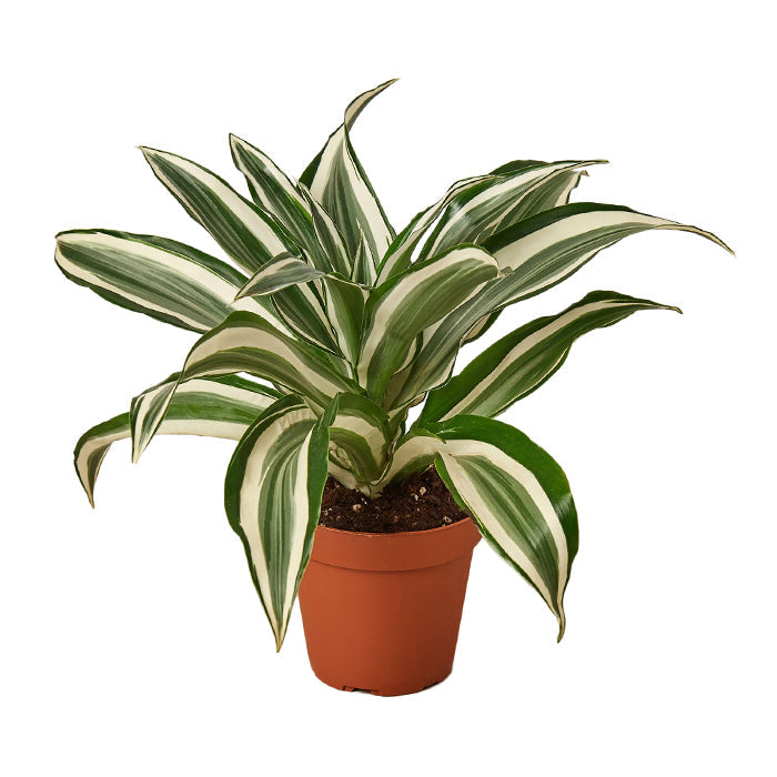 Dracaena 'White Jewel'