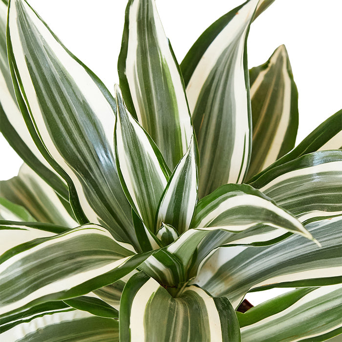 Dracaena 'White Jewel'