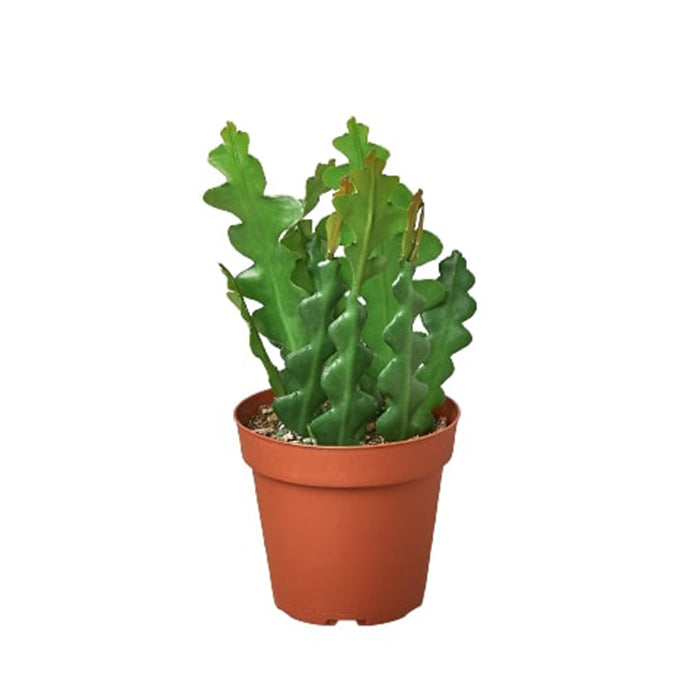 Epiphyllum 'Ric Rac' Cactus