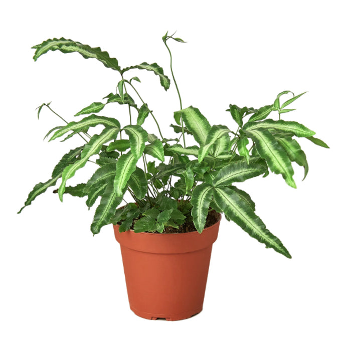 Fern 'Albo'