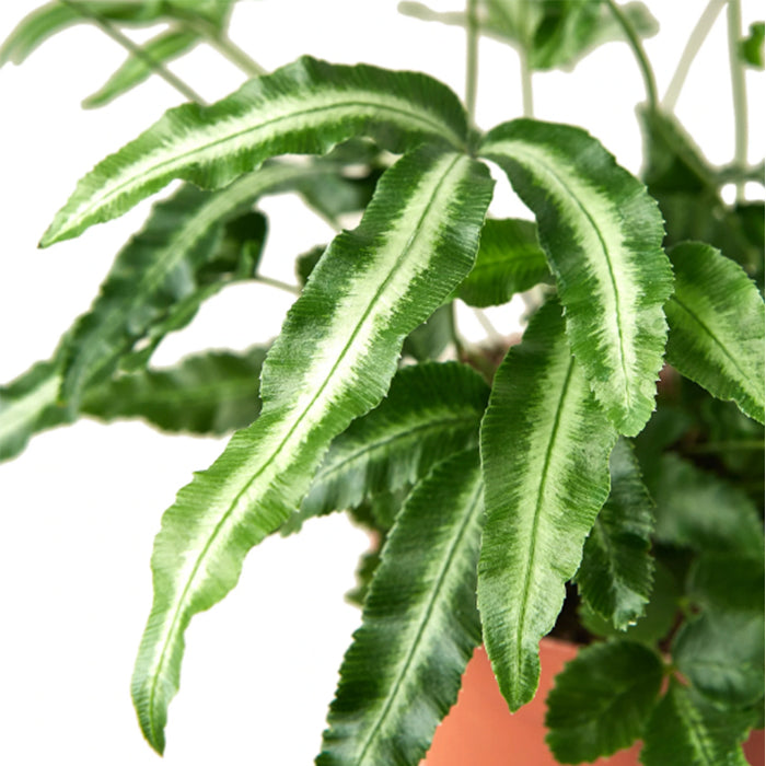 Fern 'Albo'