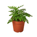 Fern 'Austral Gem'