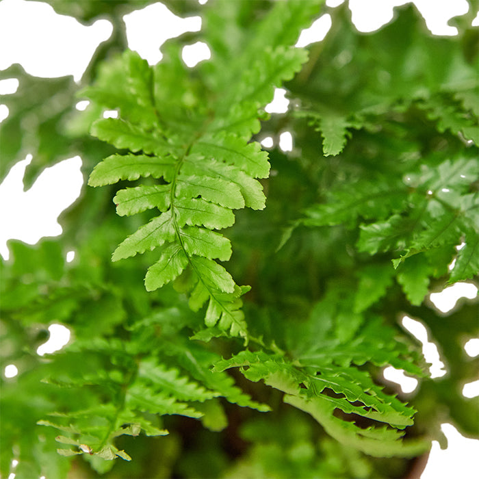 Fern 'Autumn'