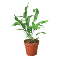 Fern 'Blue Star'