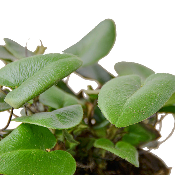 Fern 'Heart'