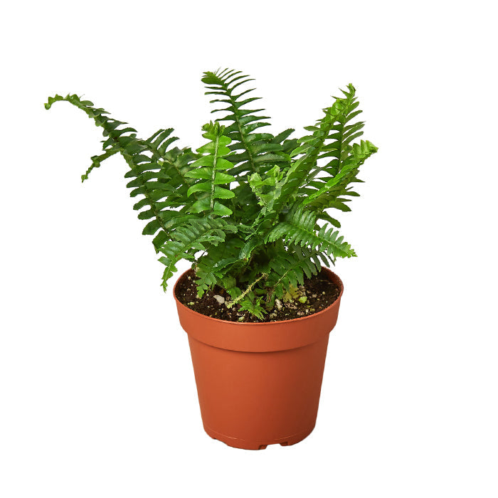 Fern 'Jester's Crown'