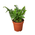 Fern 'Jester's Crown'