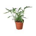 Fern 'Kangaroo Paw'