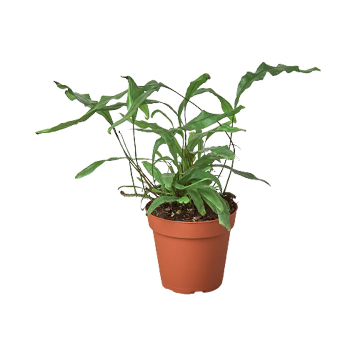 Fern 'Kangaroo Paw'