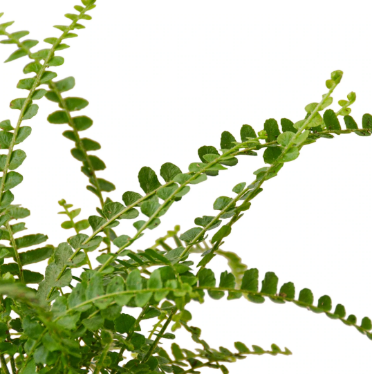 Fern 'Lemon Button'