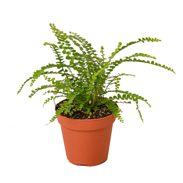 Fern 'Lemon Button'