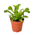 Fern 'Leslie'