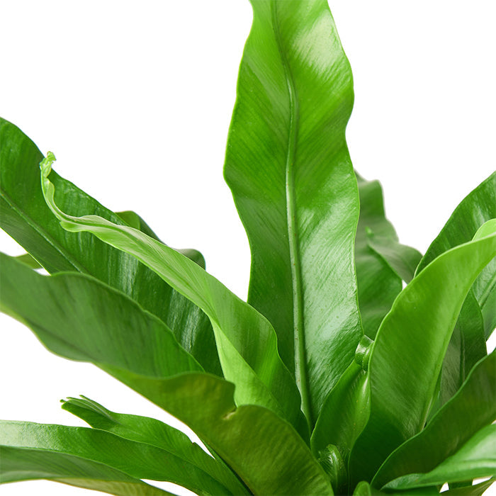 Fern 'Leslie'