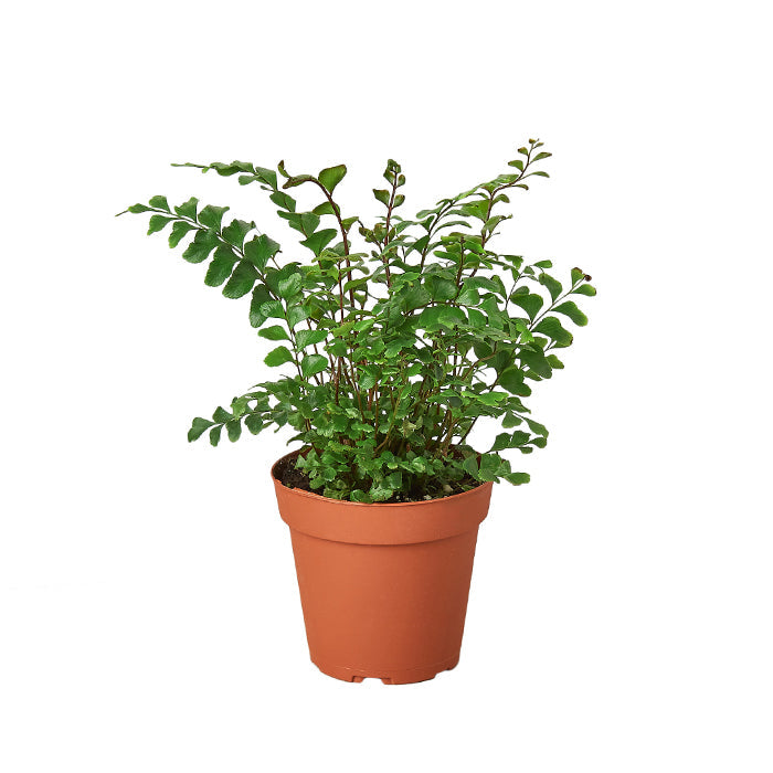 Fern 'Mahogany'
