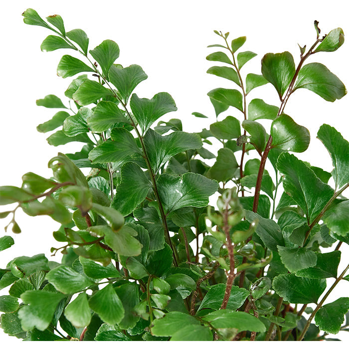 Fern 'Mahogany'