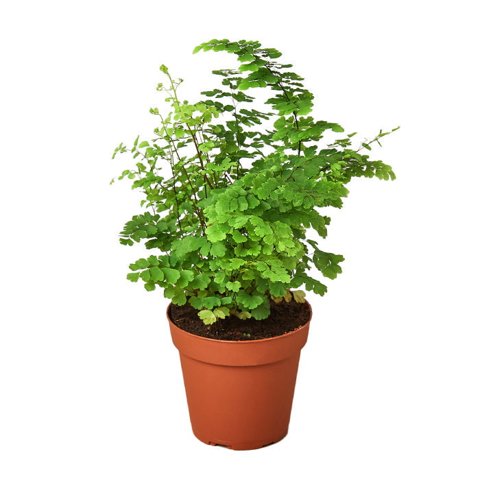 Fern 'Maidenhair'