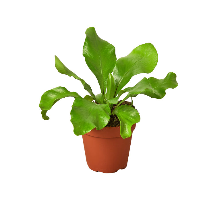 Fern 'Nidus'
