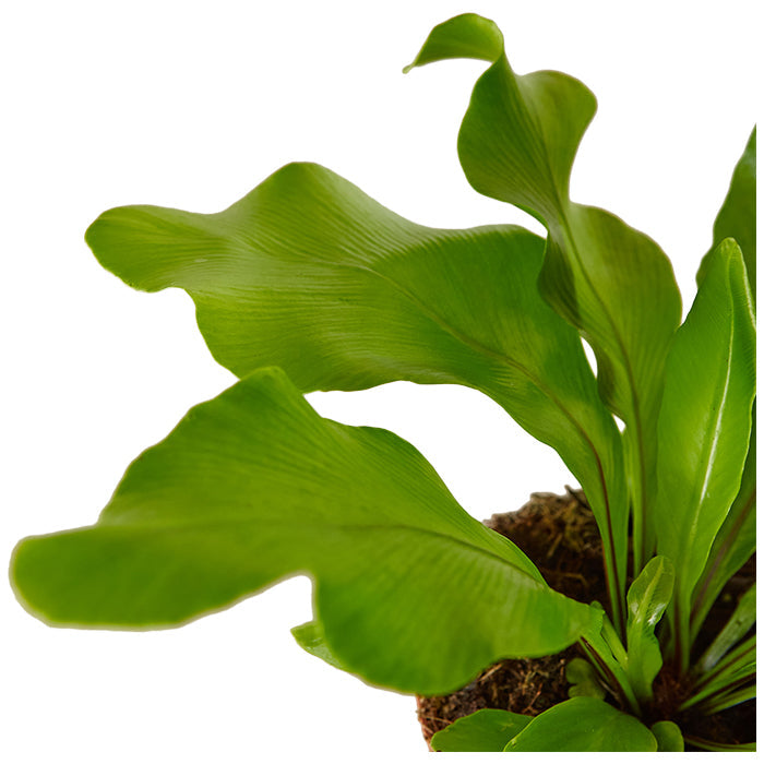 Fern 'Nidus'