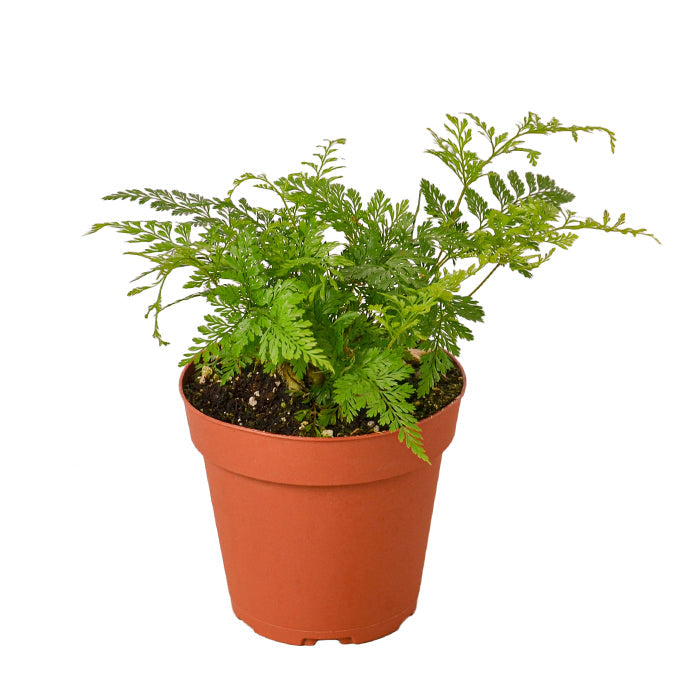 Fern 'Rabbit Foot'